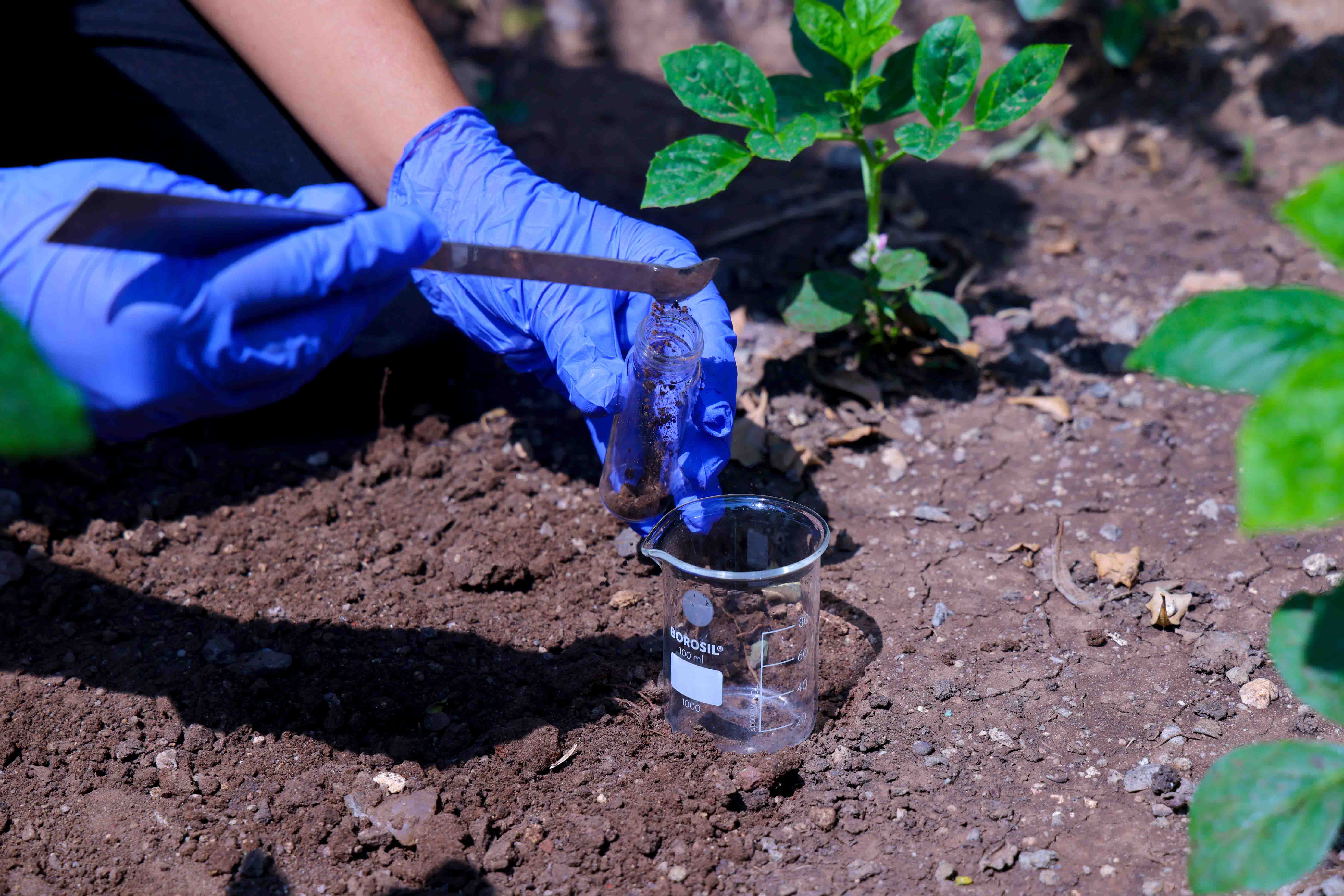 Biofertilizer Production
